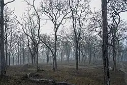 Bosques caducifolios secos tropicales en el sur de la India en la Reserva de Tigres de Mudumalai