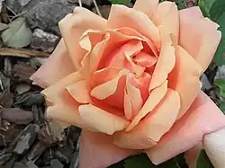 'Duquesa de Peñaranda', P. Dot 1931.