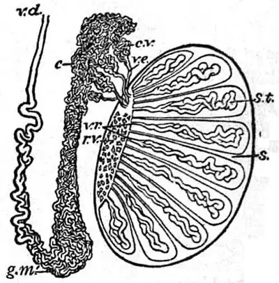 s= septun dentro del testículo. st túbulos seminíferos. vr= vasos rectos. rv= rete vasa. ve= vaso eferente.