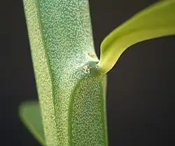 Estípula glandular en Euphorbia pteroneura.