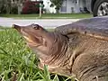 Apalone spinefera