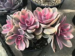 Echeveria 'Rainbow' (Echeveria 'Perle von Nürnberg' f. variegata)