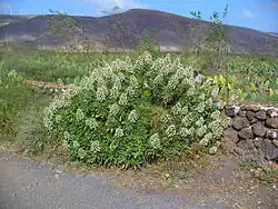 Echium decaisnei ssp. purpuriense