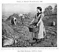 Potato Harvest 1888