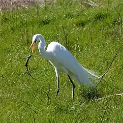 Una garza blanca con patas grises y un pico amarillo/naranja parado en pastos verdes lanzando un lagarto con su pico.