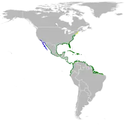 Nidificación Invernada Todo el año