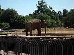 Elefantes del parque de la Tête d'Or