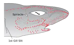 Drawing of shark head.