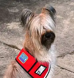 Como Perro de asistencia