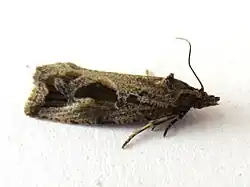 Endothenia quadrimaculana