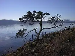 Enebro solitario, en isla Turtle