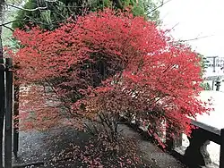 Santuario de Okayama, Parque Ogi