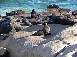 Reserva de Lobos Marino