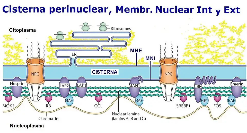 Envoltura nuclear. Membrana nuclear interna MNI y Membrana nuclear externa MNE (a la derecha), delimitan la Cisterna perinuclear (en azul claro). Los complejos del poro nuclear (NPC) (en naranja) atraviesan la cisterna y están rodeados por ella.