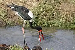 Jabirú africano capturando un pez gato.