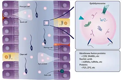 Epididimo-soma.