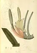 Ilustración, Plantae Asiaticae Rariores, vol. 2: t. 192 (1831).