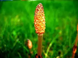 Estróbilo joven de Equisetum arvense Se observan los esporangios colgando hacia adentro de los esporangióforos peltados. Planta preservada en líquido..