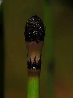 Aspecto general de estróbilo de Equisetum hyemale