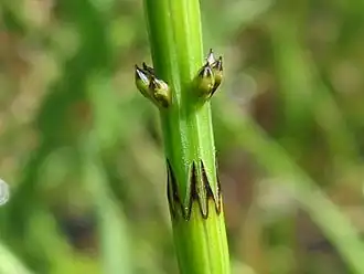 Detalle de nudo de Equisetum palustre Nacimiento de las ramas.
