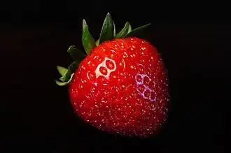 Fragaria × ananassa