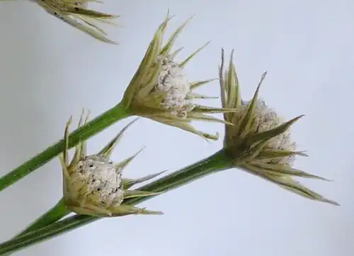 Brácteas en la inflorescencia de Eriocaulon miquelianum.