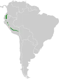 Distribución geográfica del calzadito colilargo