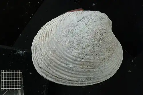 Vista derecha de Eriphyla argentina, especie de bivalvo encontrado en la Formación Agrio.