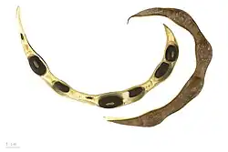 Vaina de legumbre abierta, con semillas en su interior.