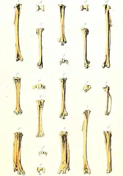 An illustration of bird bones laid out in vertical rows