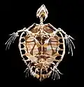Esqueleto de tortuga boba