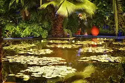 Espejo de agua rodeado de plantas tropicales de hojas anchas y nenúfares en el estanque.