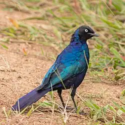Estornino de Rüppell (Lamprotornis purpuroptera).