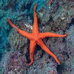 Narcissia canariensis.