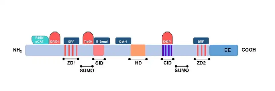 Dos grupos de dedos de zinc uno en la región N-terminal (ZD1) y otro en la región C-terminal (ZD2); homeodominio central (HD); dominio para interacción con proteínas SMADs (SID); dominio de interacción con CtBP (CID); dominio acídico rico en glutamato (EE); sitios potenciales de SUMOilación (SUMO).
