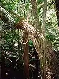 Palo rosa creciendo como hemiepifita en un Árbol helecho suave en el Parque Nacional Monga, en Nueva Gales del Sur, Australia