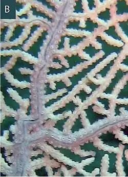 E. mutabilis, vista de pólipos retraídos en ramas