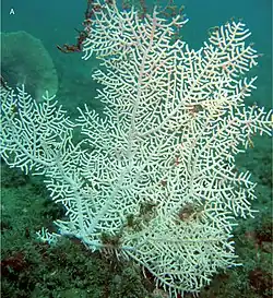 Eugorgia mutabilis en Costa Rica