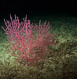 E. rubens en Cortes Banks