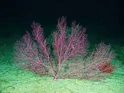 E. rubens en Tanner Banks