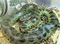 La anaconda verde, una constrictora acuática, es la serpiente más pesada, con más de 97.5 kg.