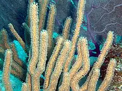 E. mammosa, isla Juventud, Cuba