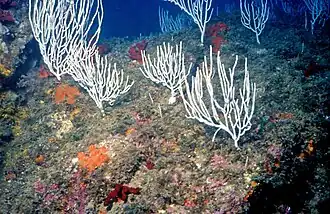 E. singularis en Banyuls-sur-Mer