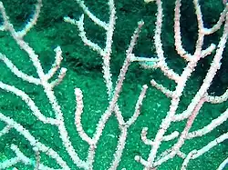 Ramificación en un solo plano