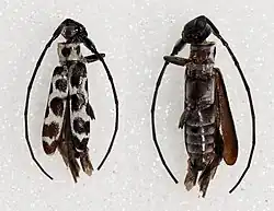 Eunidia multinigromaculata