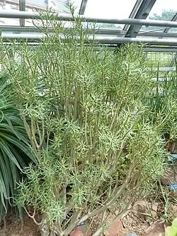 Euphorbia balsamifera