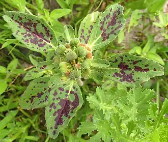 brácteas moteadas debajo de las flores