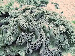 E. ancora semi retraída dejando ver el esqueleto