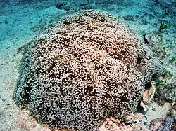 Colonia de 60 cm de base en isla Lizard, Australia.