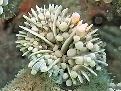 Coralito de E. cristata